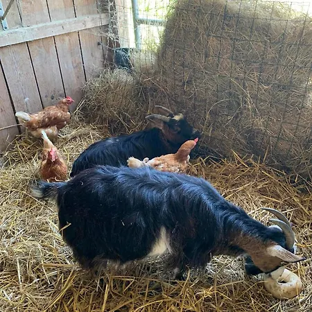 La Petite Ferme Peyre * Creon-d'Armagnac